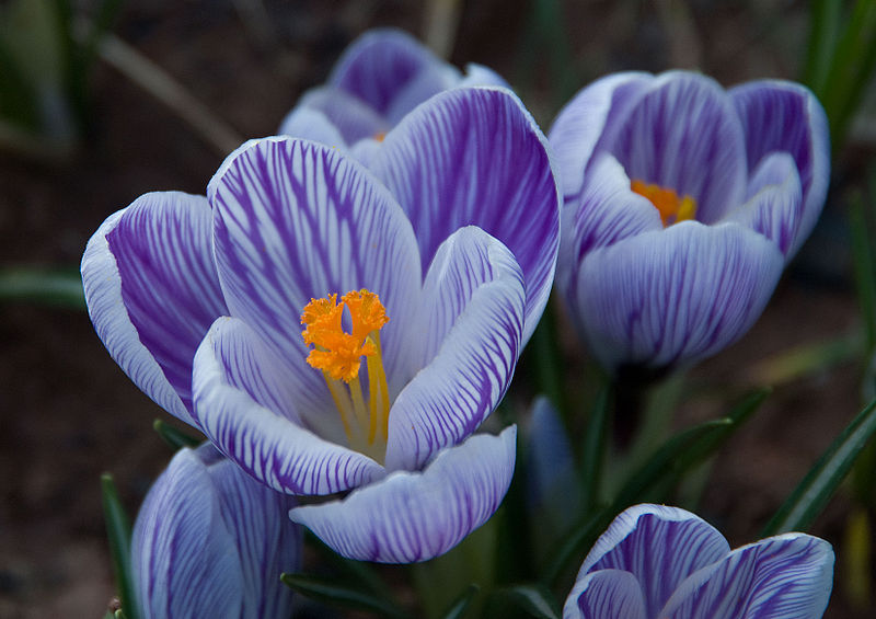 The secret meaning of flowers Cause A Frockus » Cause A Frockus